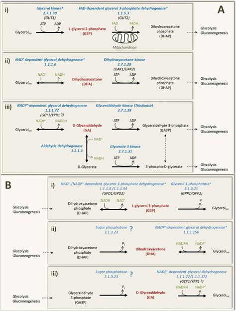 Proposed pathways for glycerol catabolism (A) and anabolism (B) in ...