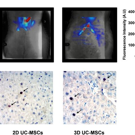 D And D Cultured Uc Mscs Could Migrate Into The Ischemic Damaged