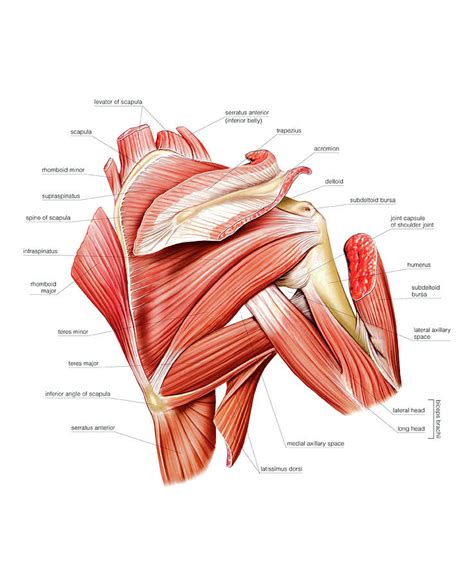 Shoulder Muscles Photograph By Asklepios Medical Atlas Pixels