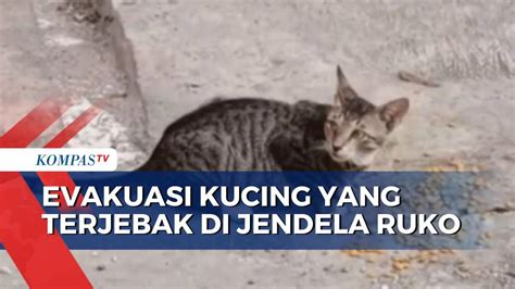 Aksi Heroik Petugas Damkar Evakuasi Kucing Dari Lantai Di Gambir