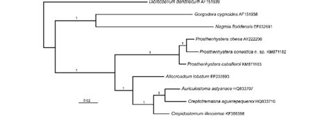 Phylogram Resulting From Bayesian Inference Analysis