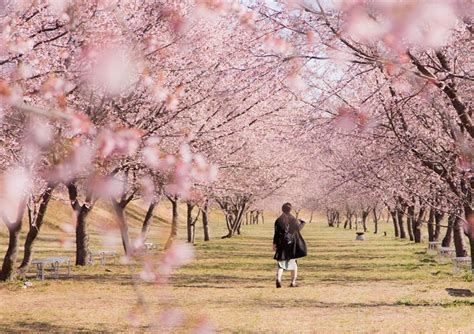 北浅羽桜堤公園の安行寒桜｜埼玉県公式観光サイト ちょこたび埼玉