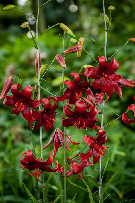 Red Velvet - lily bulb