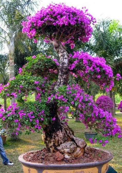 Pin By Charlene E Cobb On Bonsai Tree Bonsai Garden Bougainvillea