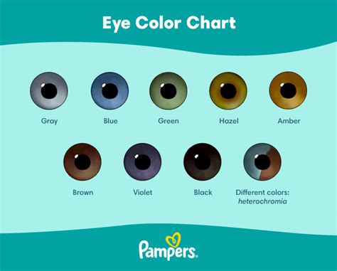 What Colour Eyes Will My Baby Have Chart Infoupdate Org