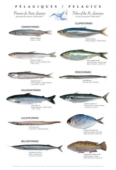 Pelagic fish - Alchetron, The Free Social Encyclopedia