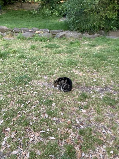 Tiger scaring the squirrels in Queen’s Park : r/brighton