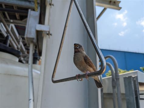 Little bird perch on the handle, singing and take some water. The photo ...