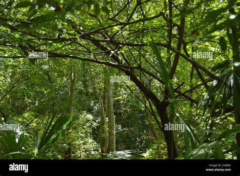 Selva tropical de venezuela fotografías e imágenes de alta resolución - Alamy