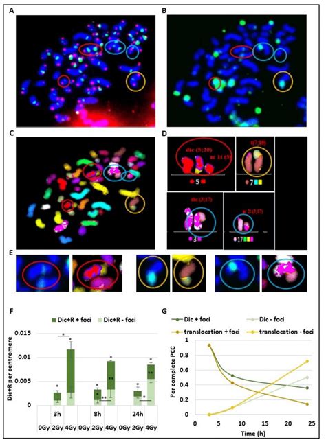 H Ax Foci Signalling Of Unstable And Stable Aberrations Short Time