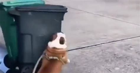 Perrito Se Vuelve Viral En Tiktok Por Su Odio A Los Botes De Basura