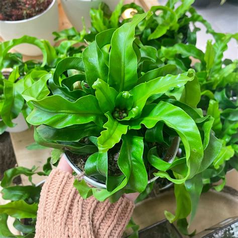 Asplenium antiquum ‘VITASPHUR', "Hurricane Fern" – Mari's Gardens