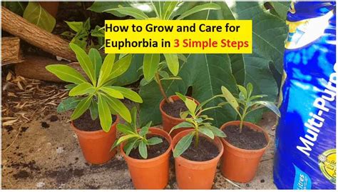 How to Grow and Care for Euphorbia in 3 Simple Steps