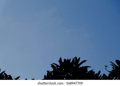 Tree Silhouette Blue Sky Background 1 Stock Photo 568947709 | Shutterstock