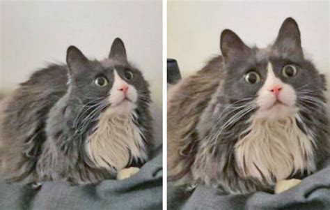 20 Cats Reacting to Events That Are Entirely “New” to Them / Bright Side