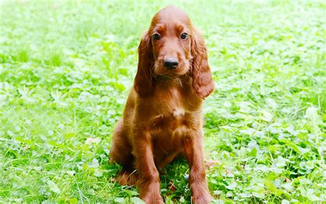 Irish Setter Dog Breed Information And Pictures Of Puppies