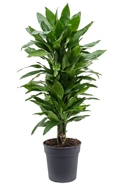 Dracaena Janet Lind Drakenbloedboom Cm Kopen Planten Nl