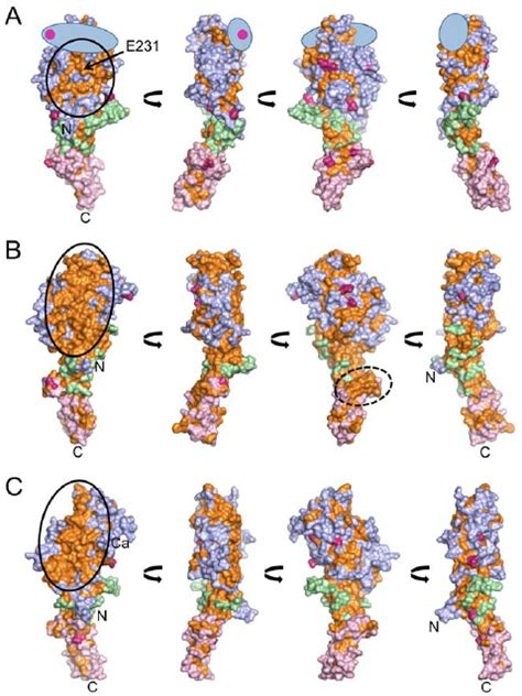 Conserved Surface Regions In The Short Arm Tips Of The Laminin A 5 B 1