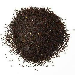 Black Mustard Seed At Rs 55 Kg Fine Mustard In Chennai ID 9637990833