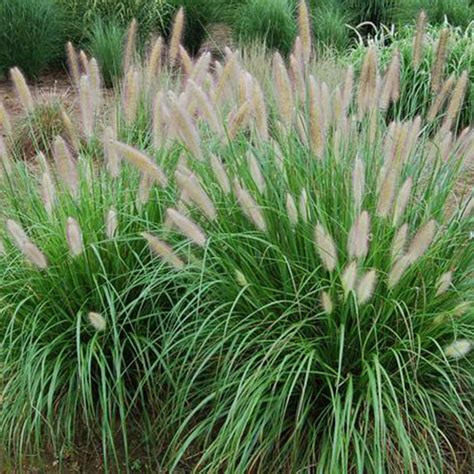 Lumen Gold Fountain Grass | Plant Addicts
