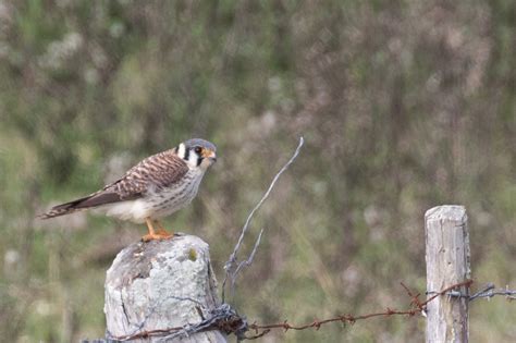 American Kestrel | BirdForum