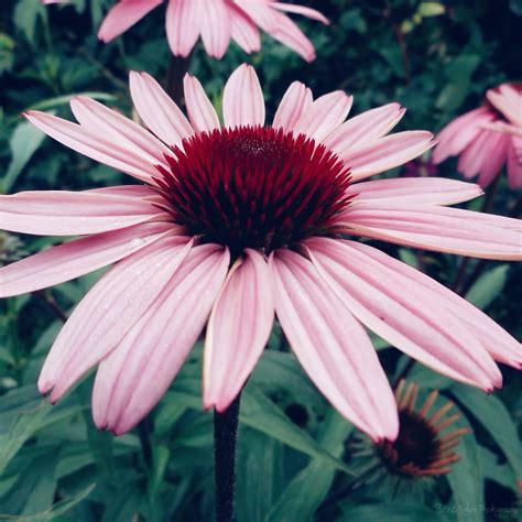 Echinacea | Flowers photography, Plants, Echinacea