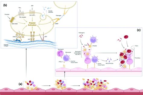 The Pathogenesis Of Thromboembolism Various Pathways Implicated In The