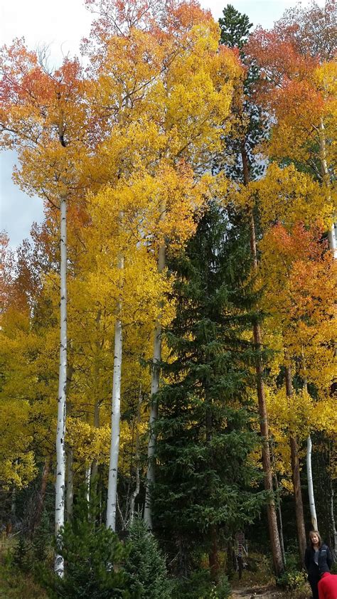 Explore Colorado: Rocky Mountain National Park ~ Fall Family Photo Shoot