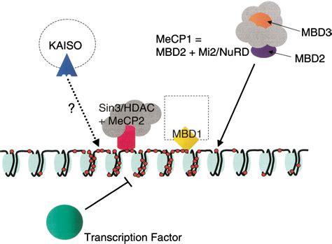 DNA methylation patterns and epigenetic memory