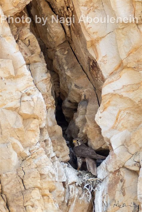 Prairie Falcon - East Cascades Bird Alliance