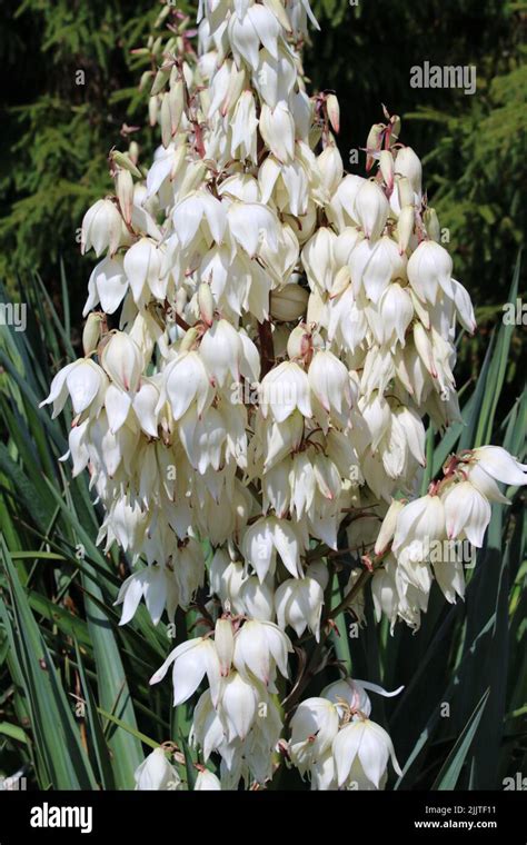 Adam S Needle Yucca Filamentosa Flower Panicle Stock Photo Alamy