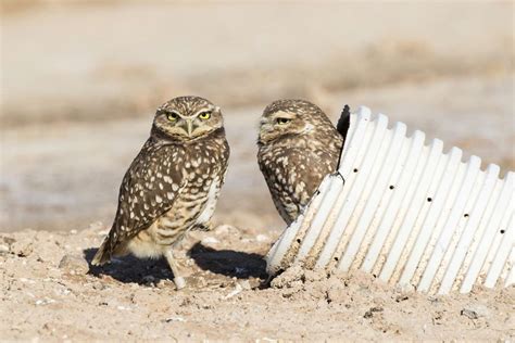 8 Wonderfully Weird Facts About Burrowing Owls