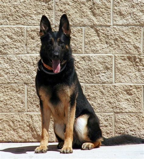 History of the German shepherd | The Odyssey Online