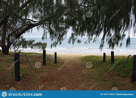 Casuarina Trees Guard The Path To Woodgate Beach Shoreline Burrum