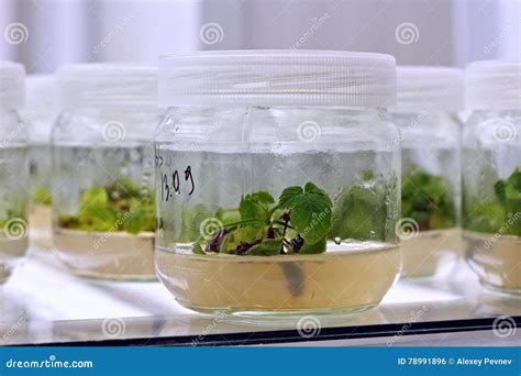 Meristem tissue culture. stock photo. Image of botany - 78991896