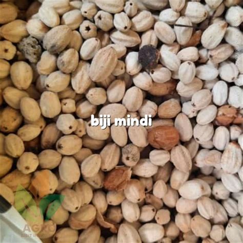 Jual Biji Pohon Mindi Siap Semai Agro Bibit ID