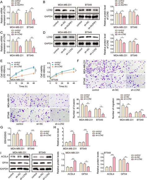 Nupr1 Regulated Ferroptosis To Affect Tnbc Cell Proliferation