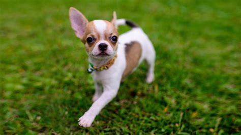 Teacup Chihuahua - Facts On The Aggressive & Cute Toy Breed - Petmoo