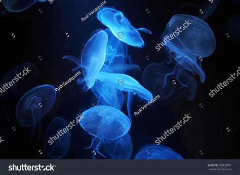 2 Nausicaa Aquarium Images, Stock Photos & Vectors | Shutterstock