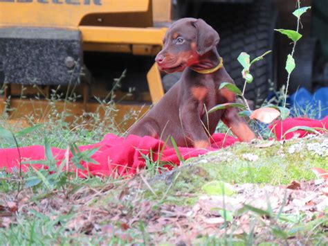 Yellow Female Skye Akc Doberman Puppies For Salehawthorne Fl