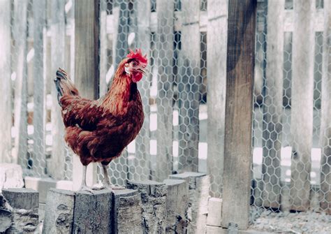 how to keep chicken water from freezing 1