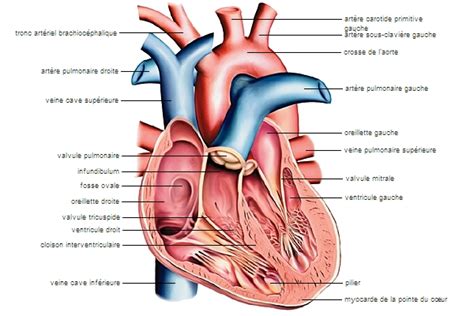 Infarctus Du Myocarde Larousse