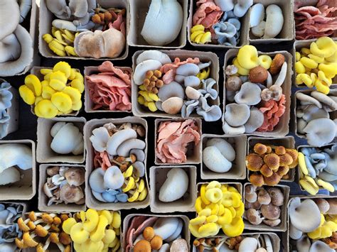 Mushroom Growing | Can someone explain why when you buy plugs it