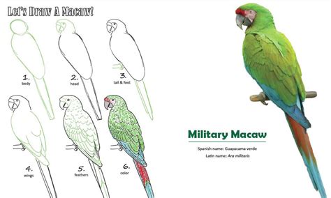 Macaw Drawing Step By Step