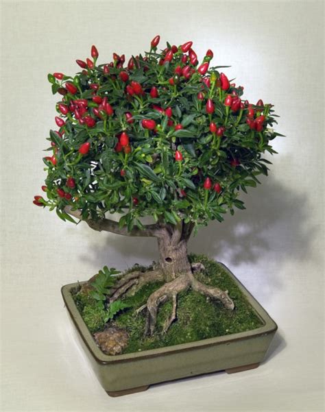 Fataliis Growing Guide Bonsai Chiles Bonchi