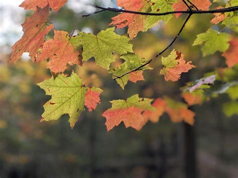 Fall Color in Early October | Outside My Window