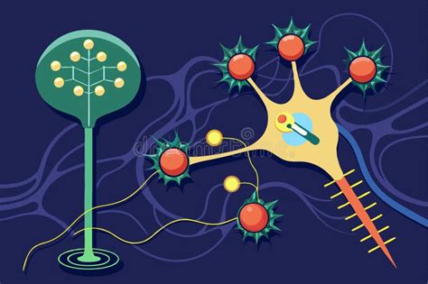 The Transmission Of Electrical Impulses Between Neurons And Synapses