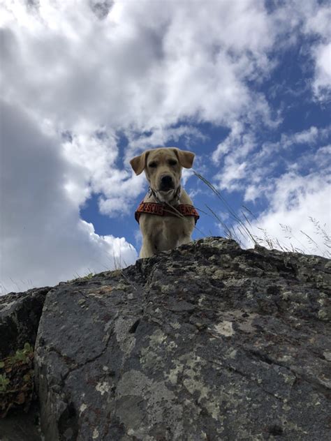 Dogs of the DeAngelis Center | DeAngelis Center Foundation