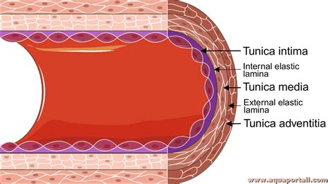 Intima Définition Et Explications