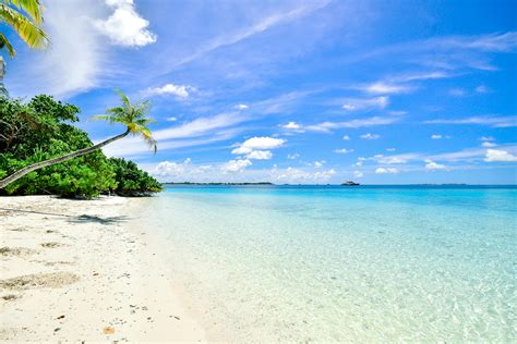 Landscape Photography of Trees on Shoreline · Free Stock Photo